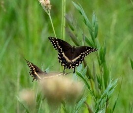 Palamedes Swallowtail butterfly (Papilio palamedes)