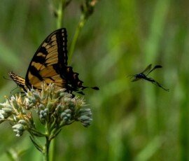 Eastern Tiger Swallowtail butterfly (Papilio glaucus)
