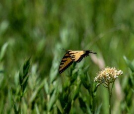 Eastern Tiger Swallowtail butterfly (Papilio glaucus)