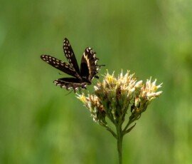 Palamedes Swallowtail butterfly (Papilio palamedes)