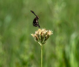 Palamedes Swallowtail butterfly (Papilio palamedes)