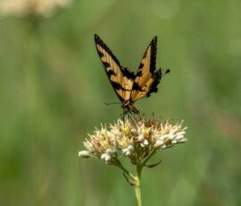 Eastern Tiger Swallowtail butterfly (Papilio glaucus)