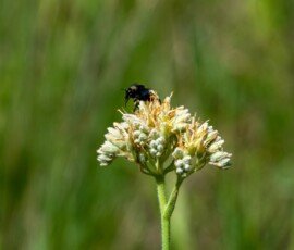 American Bumble Bee on Spiritweed