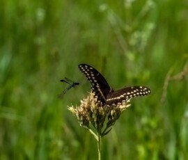 Palamedes Swallowtail butterfly (Papilio palamedes)