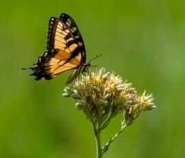 Eastern Tiger Swallowtail butterfly (Papilio glaucus)
