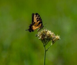 Eastern Tiger Swallowtail butterfly (Papilio glaucus)