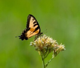 Eastern Tiger Swallowtail butterfly (Papilio glaucus)