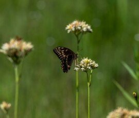 Palamedes Swallowtail butterfly (Papilio palamedes)