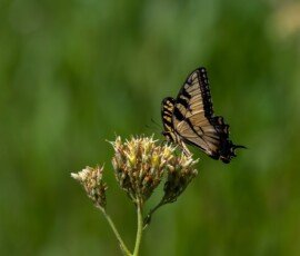Eastern Tiger Swallowtail butterfly (Papilio glaucus)