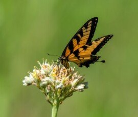 Eastern Tiger Swallowtail butterfly (Papilio glaucus)