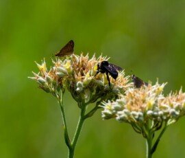 Fiery Skipper butterflies, American Bumble Bee