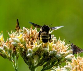 Fiery Skipper butterflies, American Bumble Bee