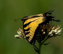 Eastern Tiger Swallowtail butterfly (Papilio glaucus)t