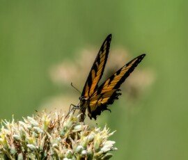 Eastern Tiger Swallowtail butterfly (Papilio glaucus)