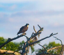 Osprey family