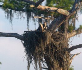 Osprey family