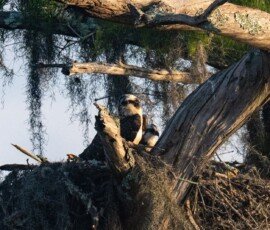 Osprey family