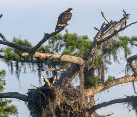 Osprey family