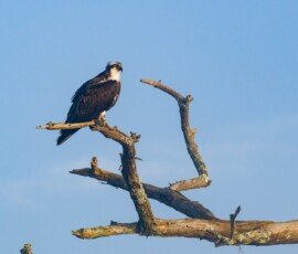 Osprey