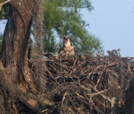 Osprey family