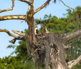 Osprey family