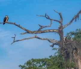 Osprey family