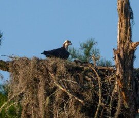 Osprey family