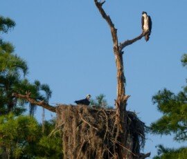 Osprey family