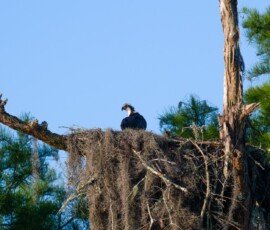 Osprey family