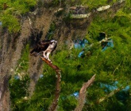 Osprey family