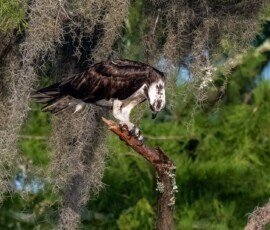 Osprey family
