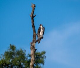 Osprey family