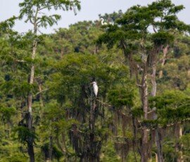Great White Egret
