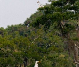 Great White Egret