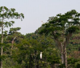 Great White Egret
