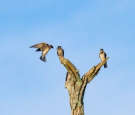 Purple Martins