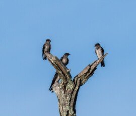Purple Martins