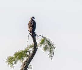 Osprey