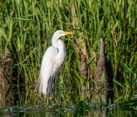 Great White Egret