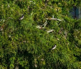 Eastern Kingbirds