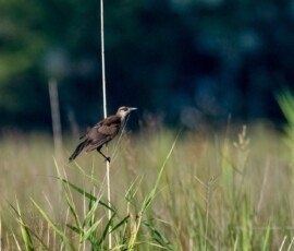 Grackle
