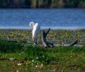Great White Egret