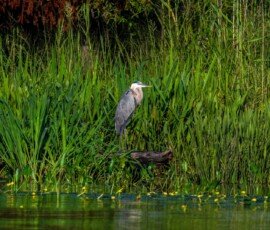 Great Blue Heron