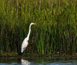 Great White Egret
