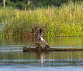 Anhinga