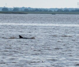 Dolphin parent & cutie