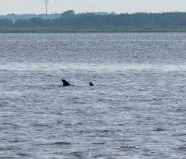 Dolphin parent & cutie