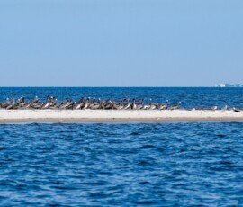 Pelican and gules on Round Island
