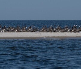 Pelican and gules on Round Island