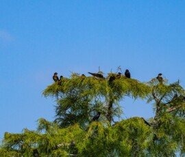 Purple Martins
